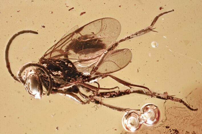 Fossil Parasitoid (Nightshade) Wasp (Evaniidae) In Baltic Amber #357914